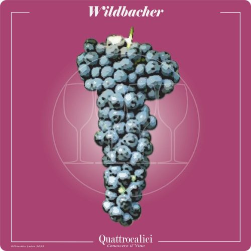 Vitigno  Wildbacher