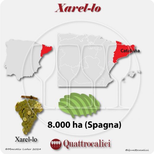 Il vitigno Xarel-lo in Spagna
