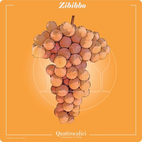 Vitigno  Zibibbo