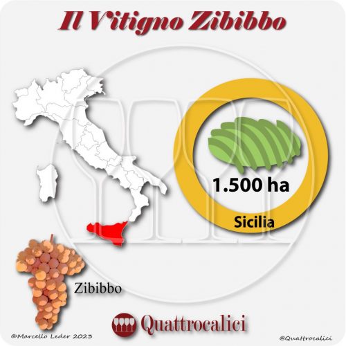 Il Vitigno Zibibbo e la sua coltivazione in Italia