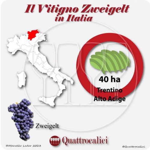 Il vitigno zweigelt in Italia